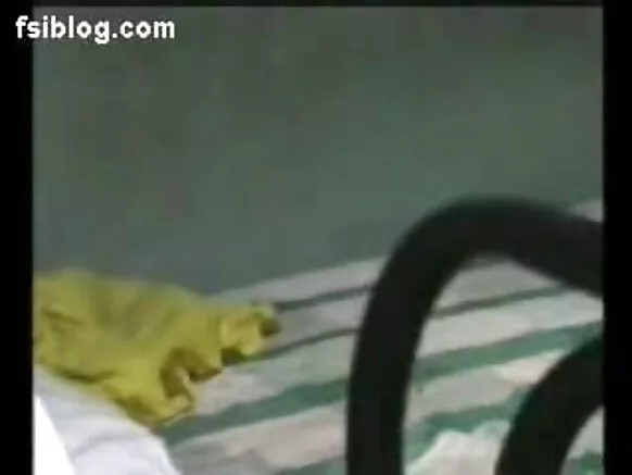ഇന്ത്യൻ ഇന്ത്യൻ ഇന്ത്യൻ സെക്‌സി ഡ്യൂറിയസ് നോവിയോ സിനിമ
