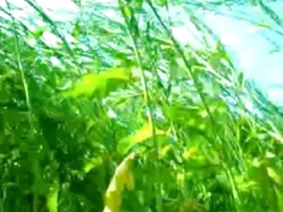 ജംഗിൾ സെക്‌സി ഹിന്ദി സിനിമയിലെ ദമ്പതികൾ